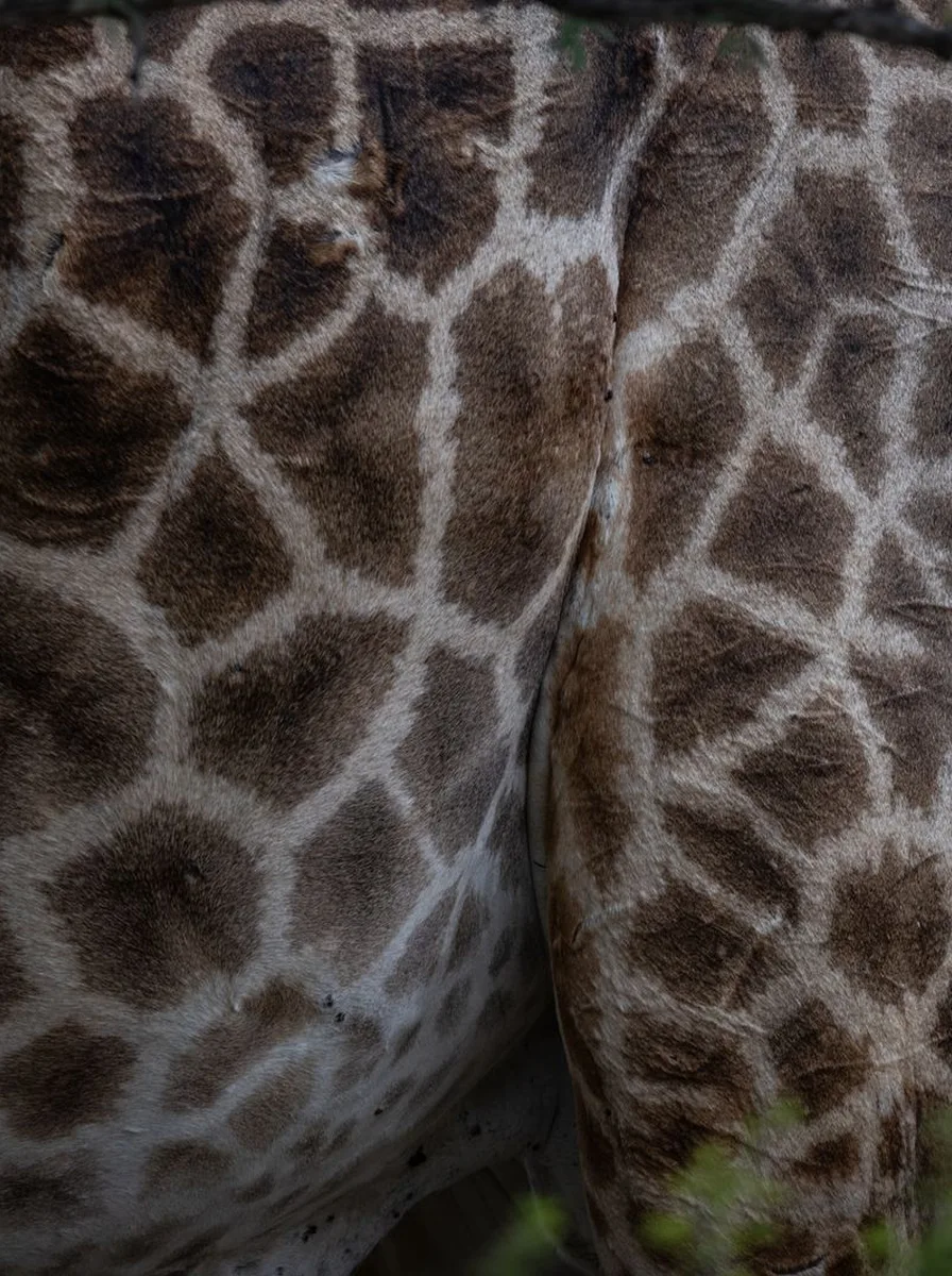 Choose Oversized Spots for Modern Edge - leopard print wallpaper idea