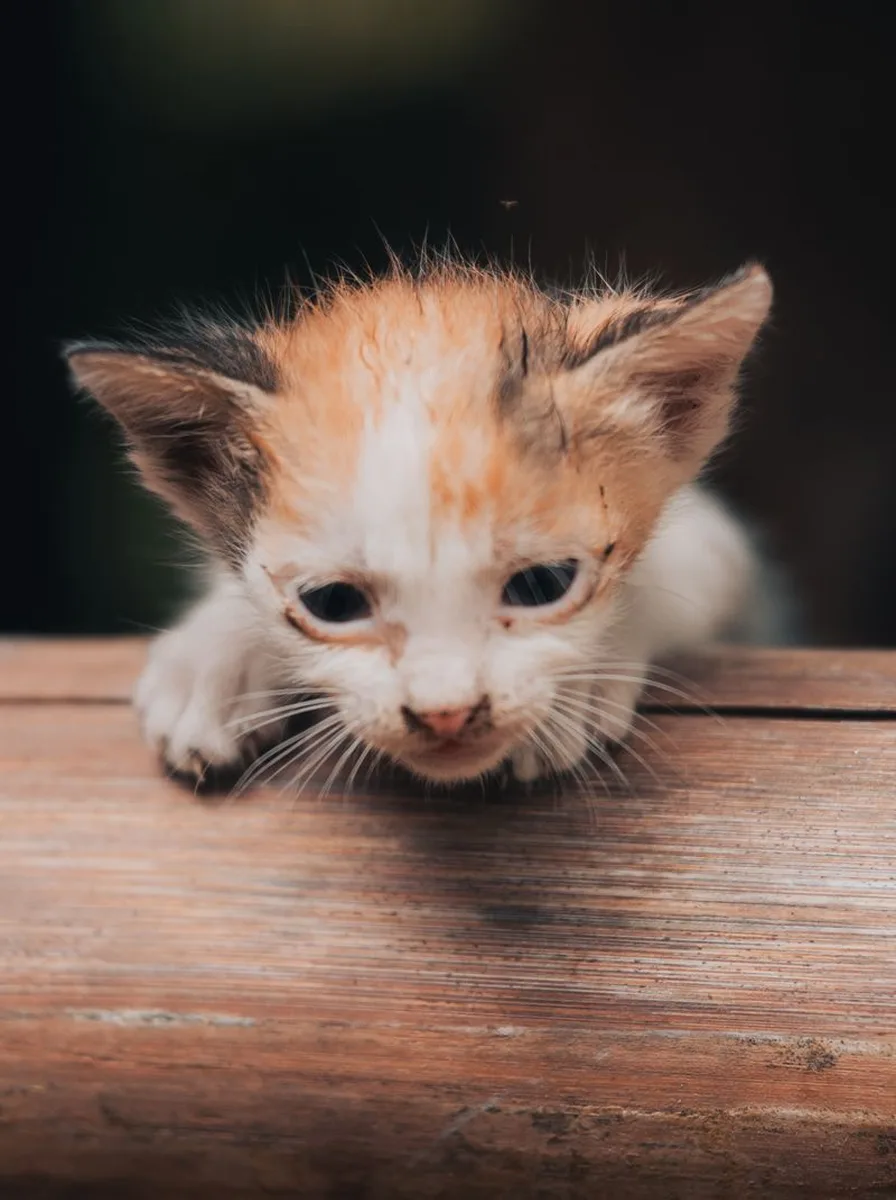 Cute kitten with expressive eyes in soft pink tones, kawaii inspiration