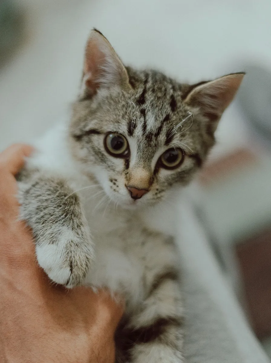 Cute kitten stretching with happy expression, lively kawaii wallpaper art