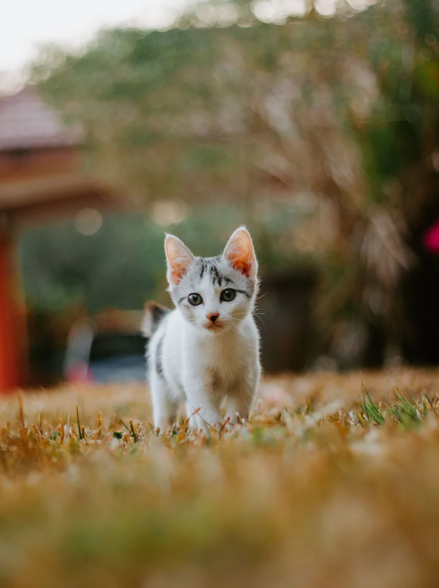 Adorable kitten with soft fur in gentle light, cute laptop wallpaper style