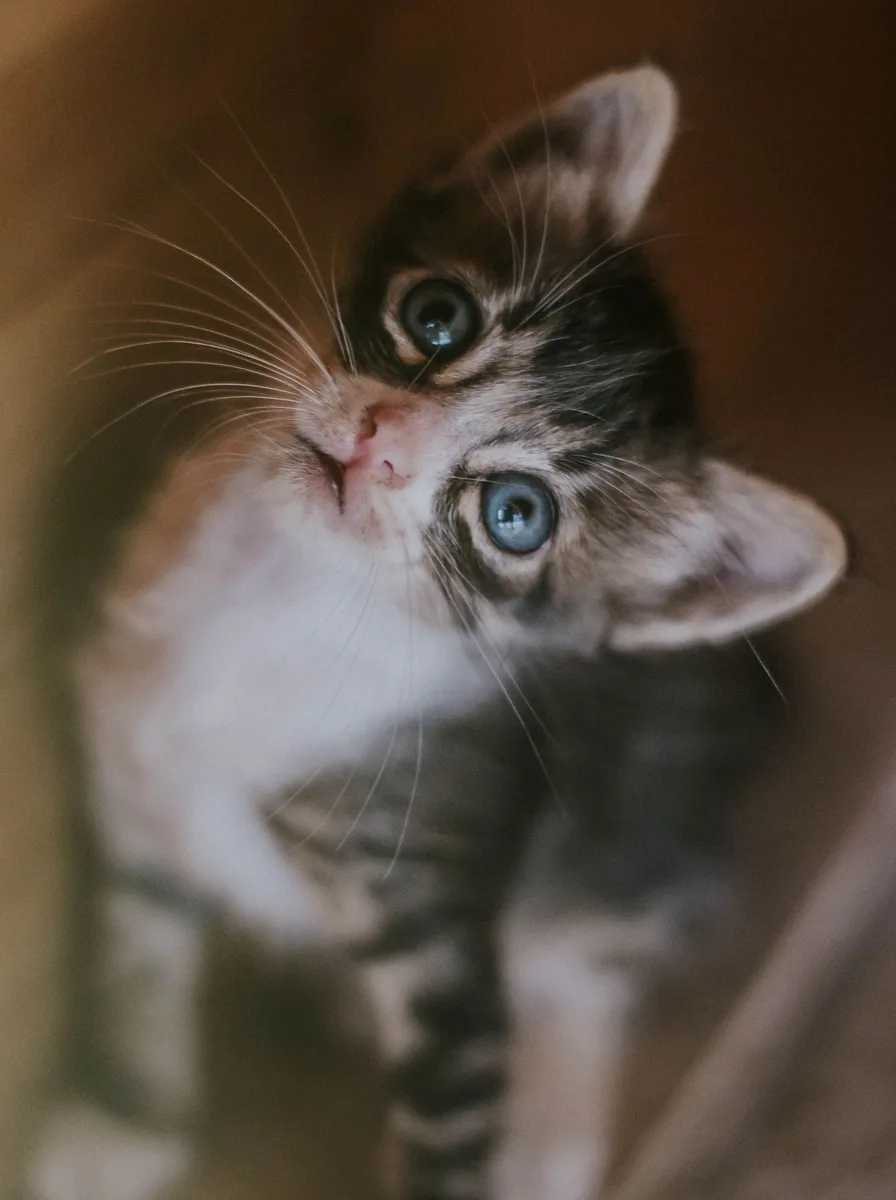 Fluffy adorable cat resting with gentle expression, cozy cute aesthetic