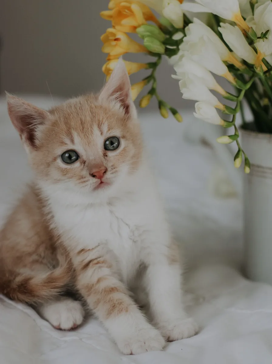 Sweet kitten with big bright eyes looking at camera, cheerful wallpaper