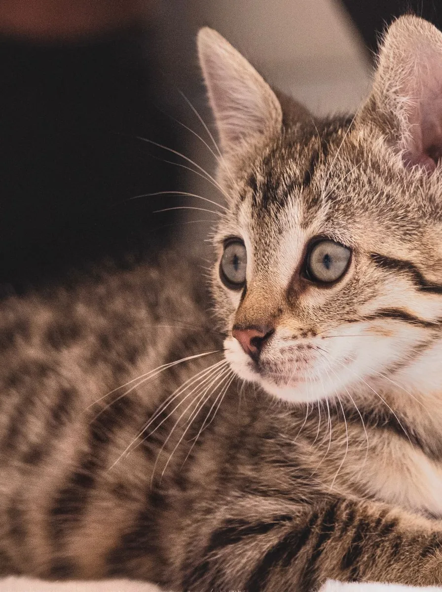 Cute kitten in soft pastel pink setting, gentle kawaii wallpaper theme
