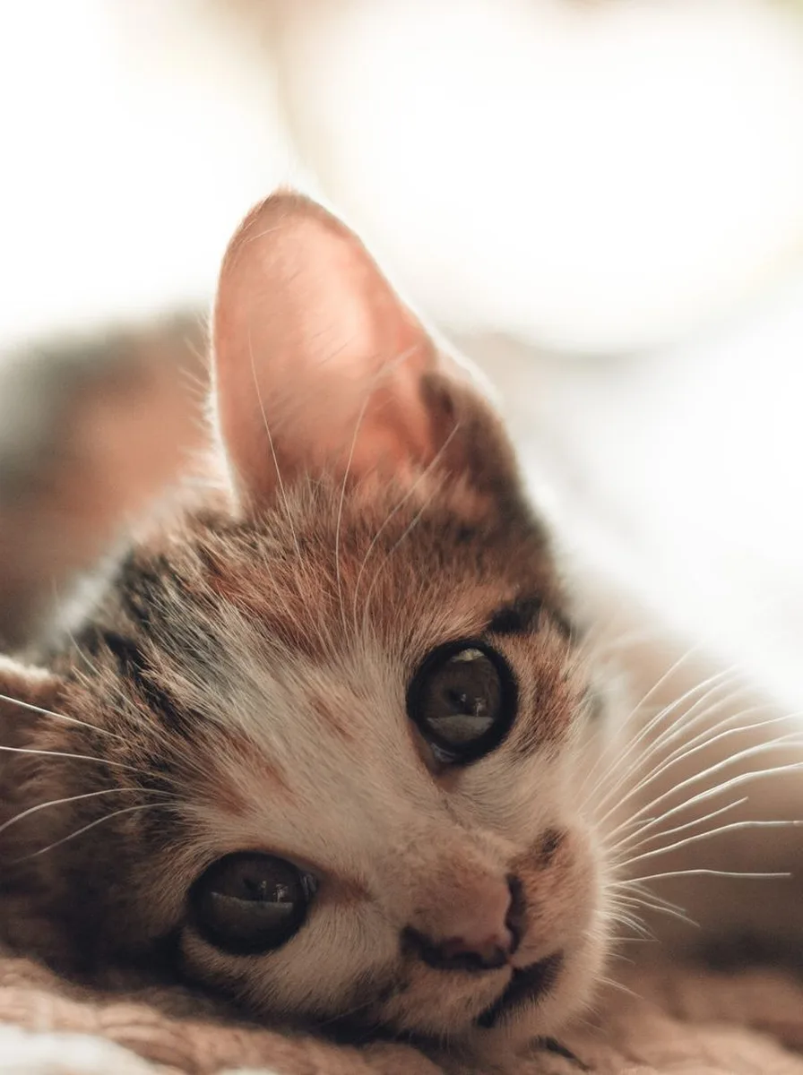 Sweet kitten with gentle pastel glow, dreamy soft wallpaper theme
