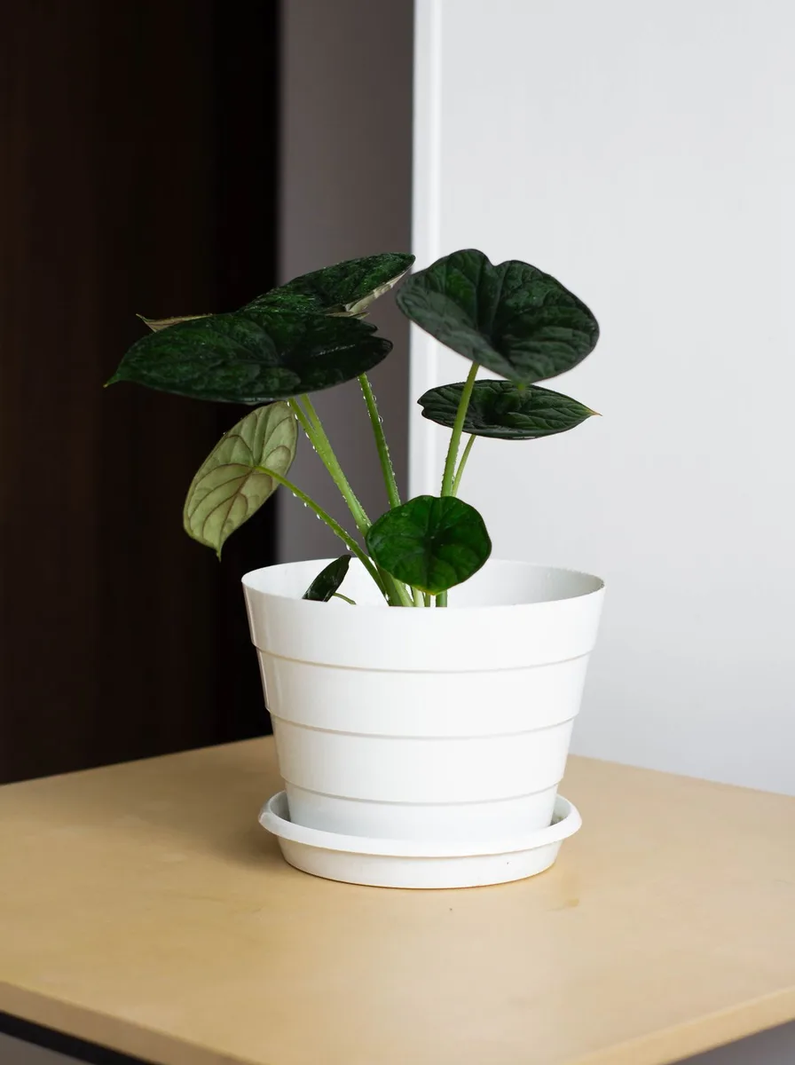 Green plant in a white pot on a table
