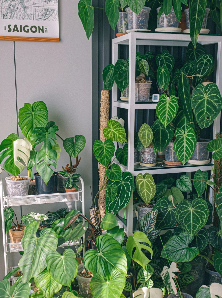 Leafy green plant in a bright nursery corner