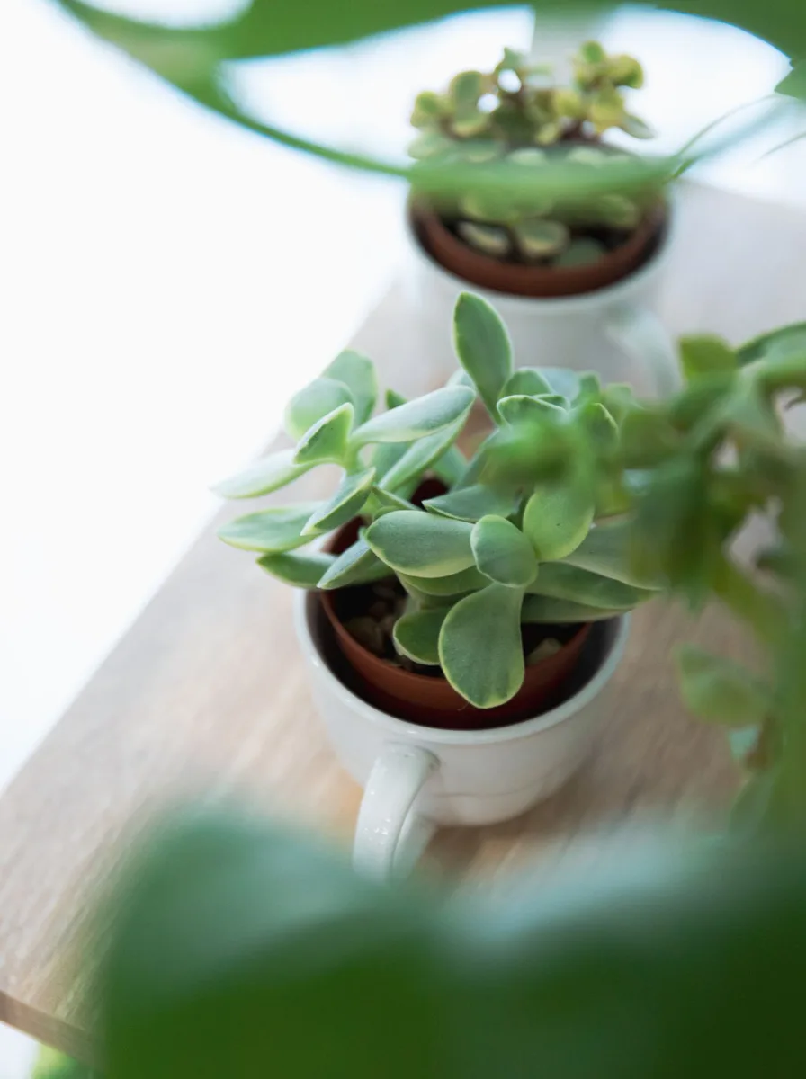 Succulent plant in a white ceramic cup