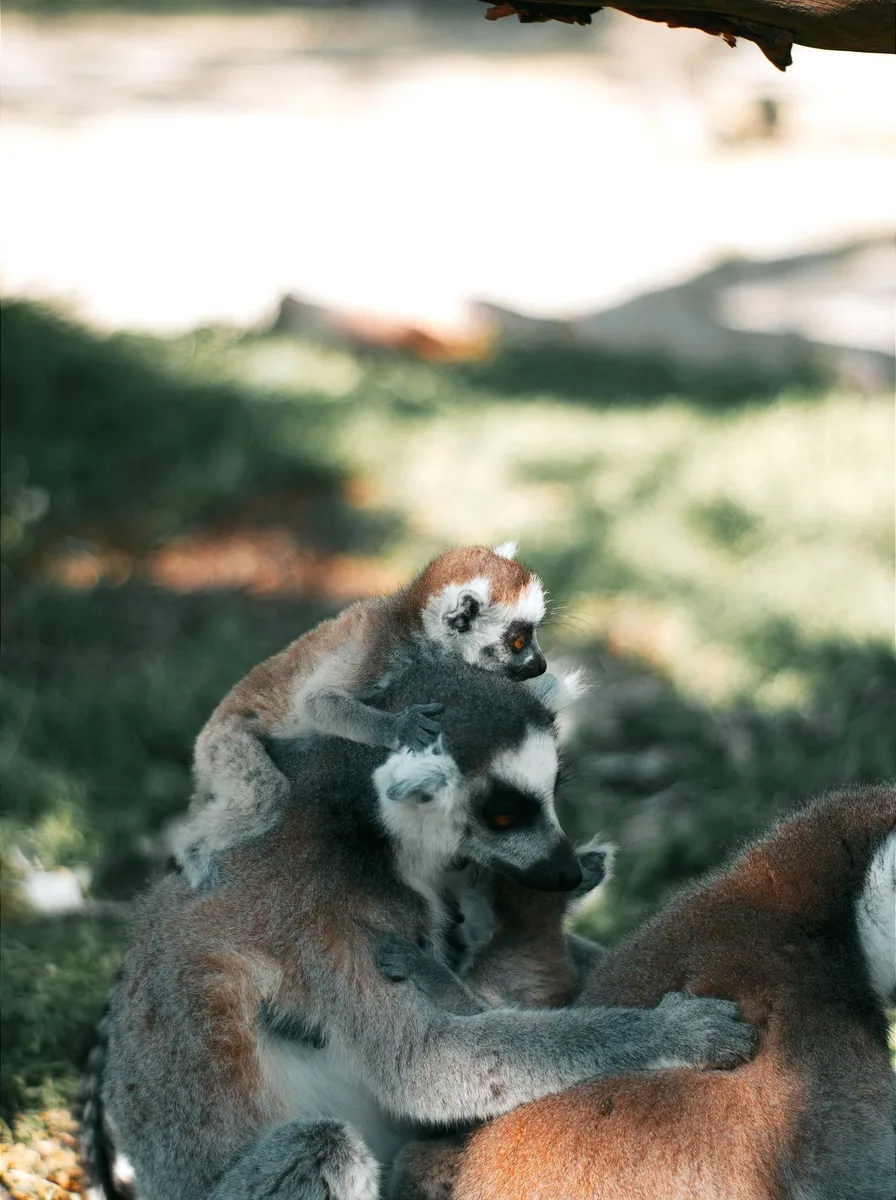 Lemurs in a safari themed nursery art print