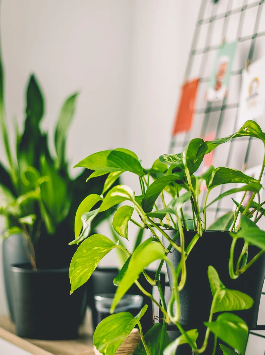 Green pothos plant in black pots on a shelf
