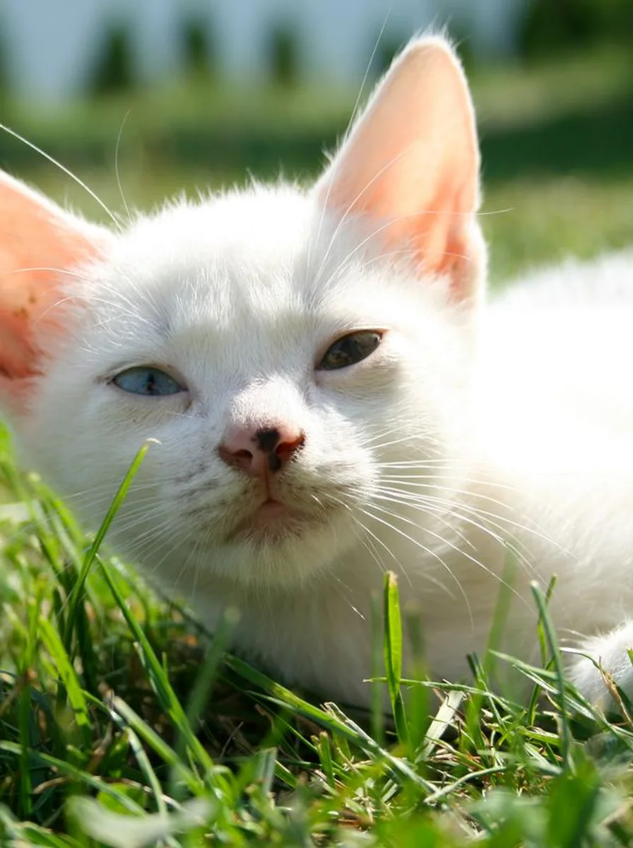 Kitten with deep blue eyes as a striking wallpaper