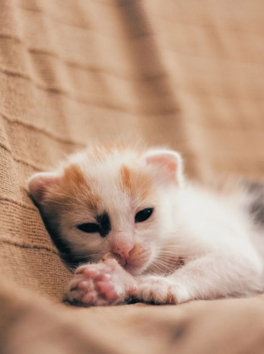 Kitten in icy arctic blue tones as a crisp wallpaper