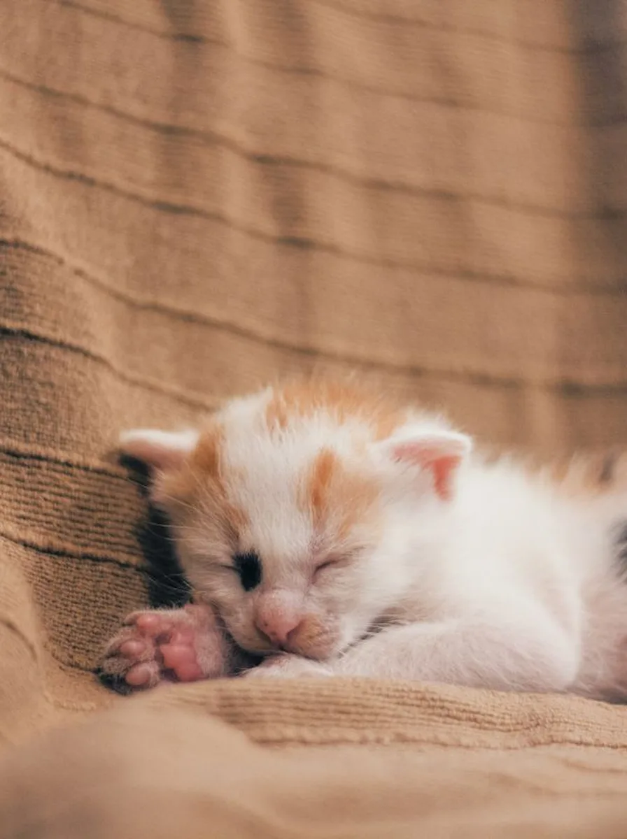 Kitten with blueberry tones as a sweet blue wallpaper
