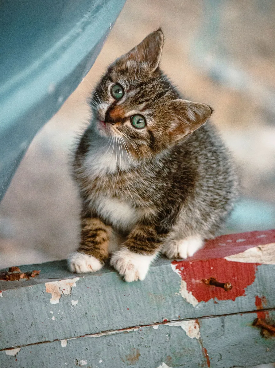Kitten with deep sea navy tones as a mysterious wallpaper
