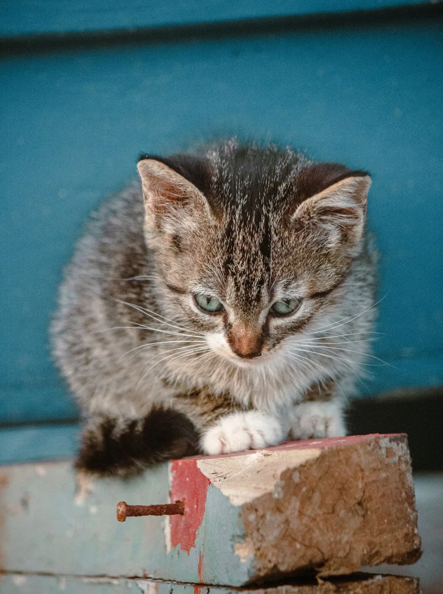 Kitten among clouds with sky blue as a dreamy wallpaper
