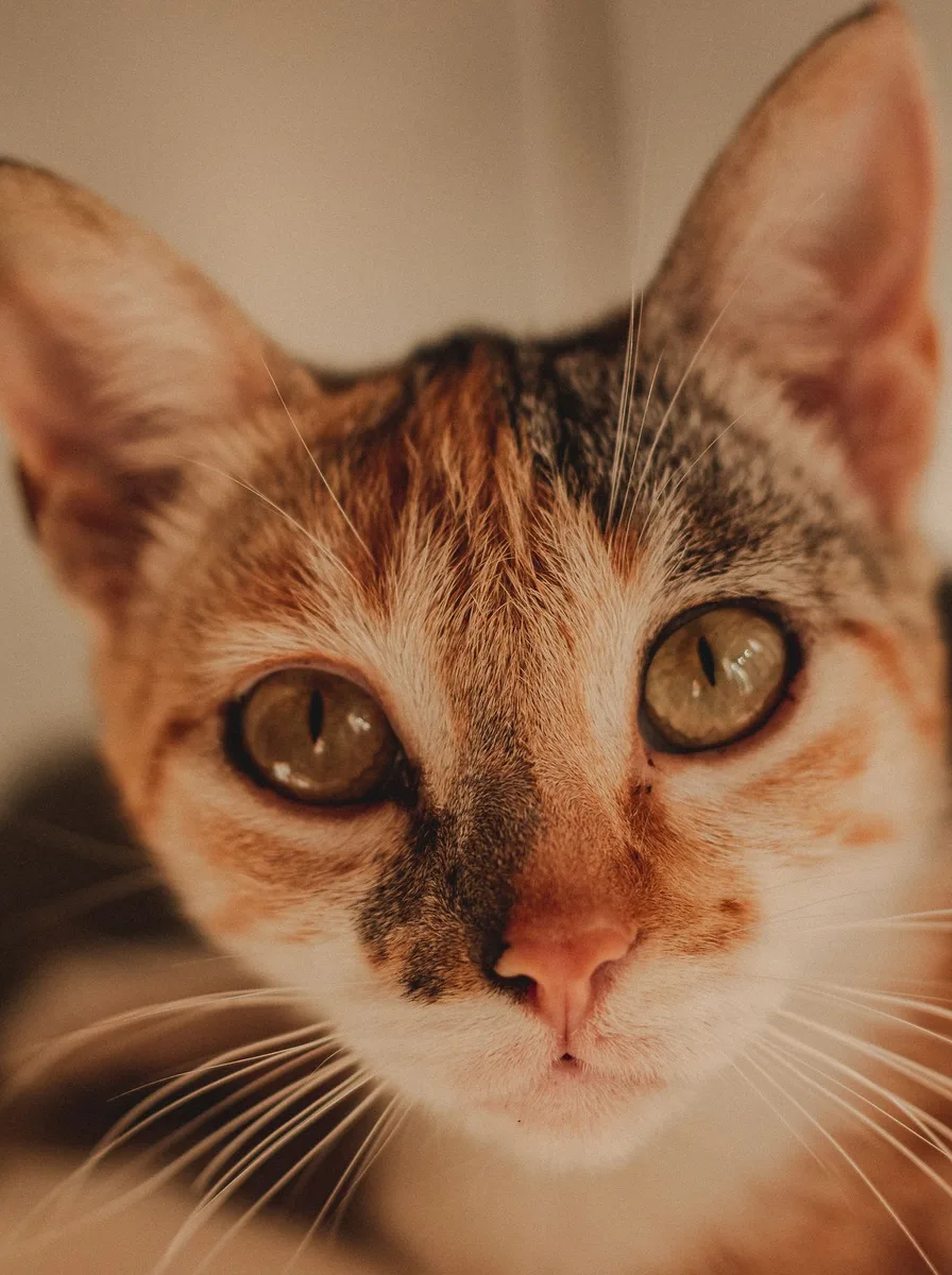 Kitten with nautical stripes as a classic blue wallpaper