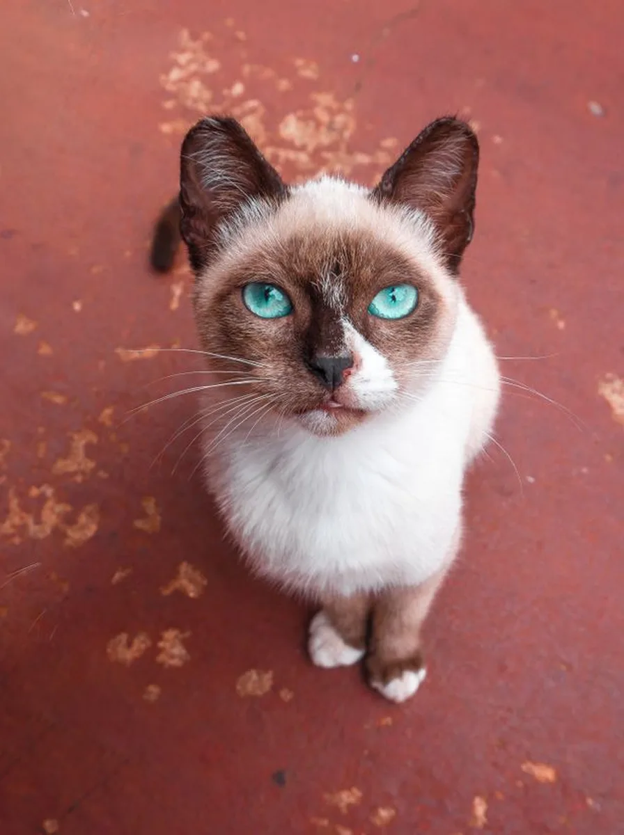 Kitten watching a blue jay in a nature blue wallpaper