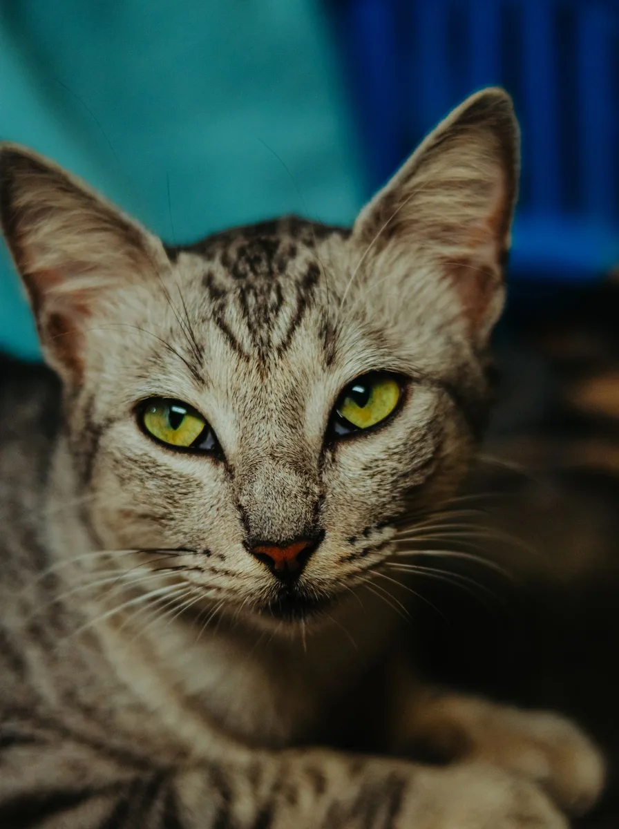 Kitten with vivid electric blue background as a bold wallpaper