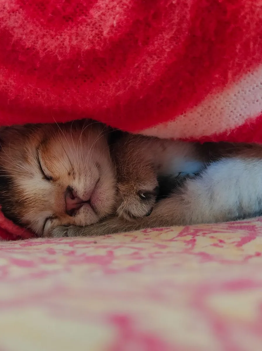 Close-up of tiny kitten paws as a sweet wallpaper