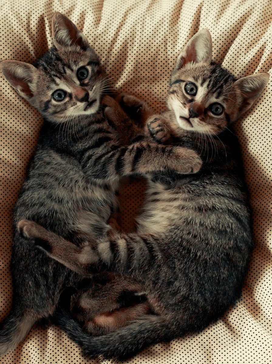 Cute kitten yawning widely in a funny wallpaper photo