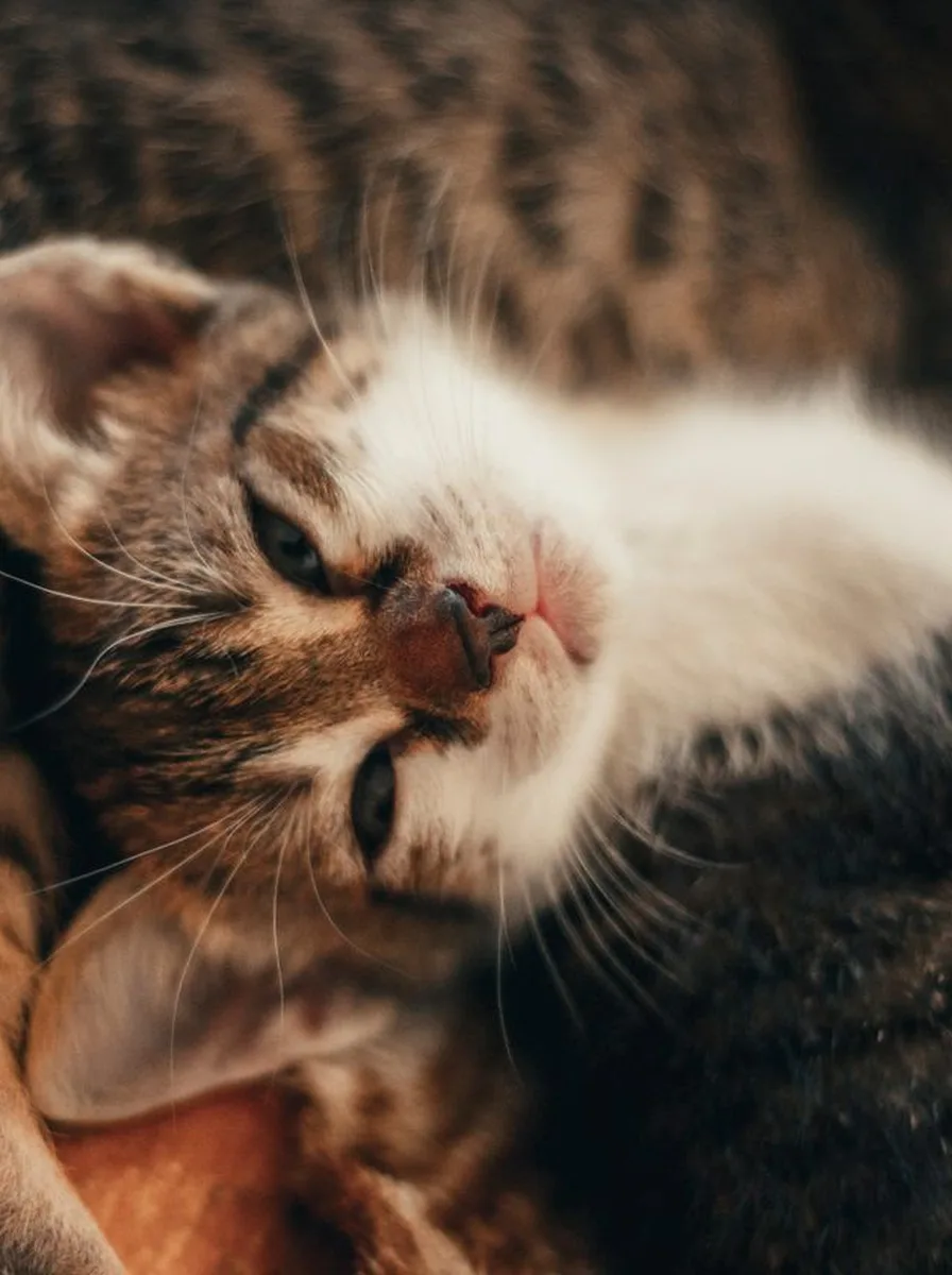 Kitten wrapped snugly in a blanket like a burrito