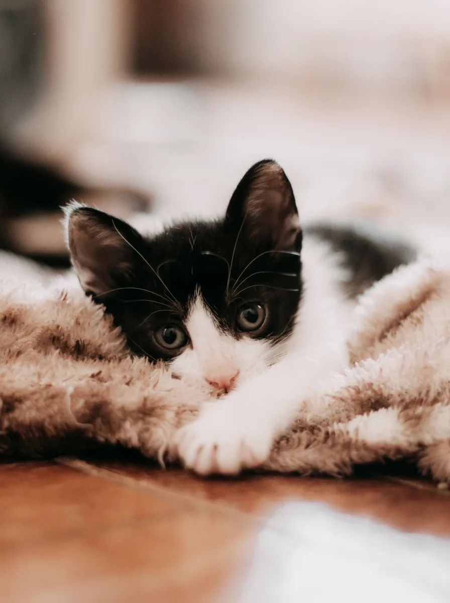 Kitten mid-pounce in an energetic cute wallpaper