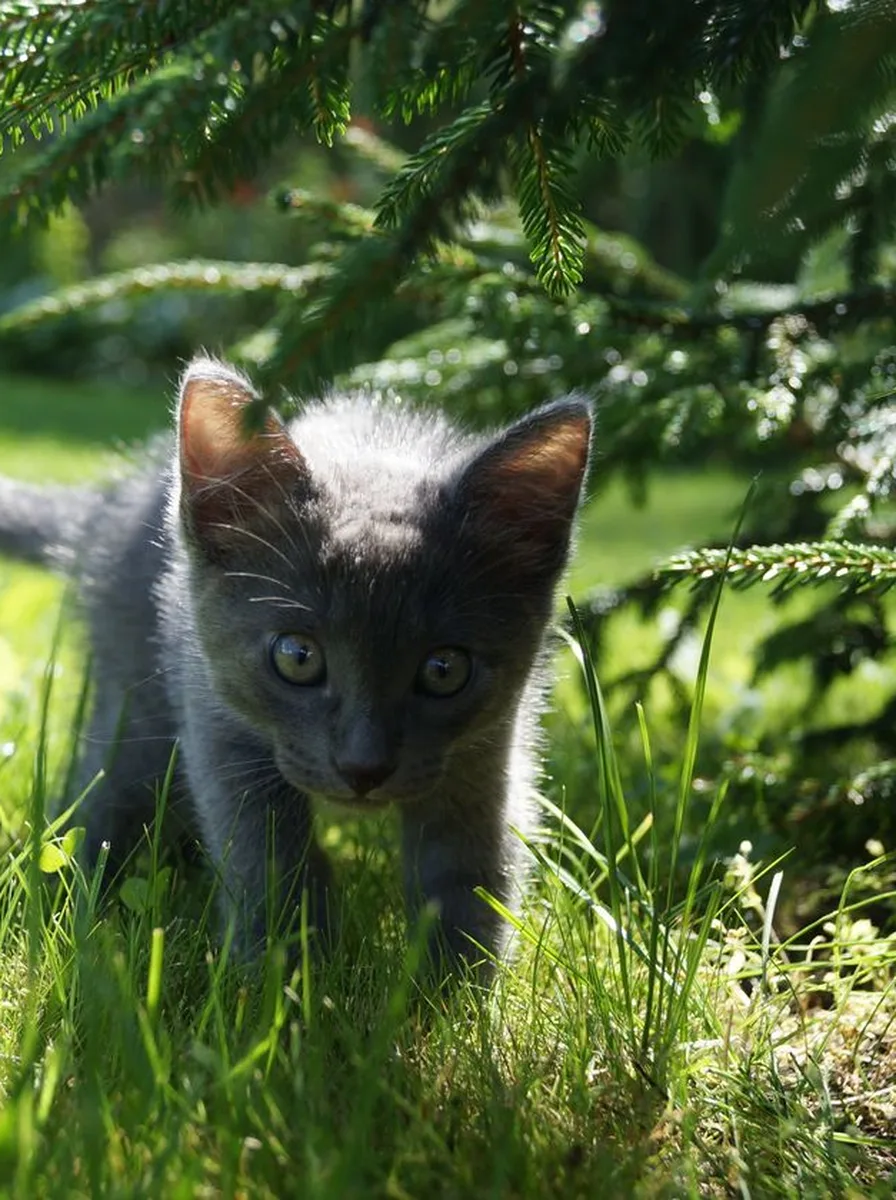 Kitten wearing tiny flowers in a whimsical wallpaper