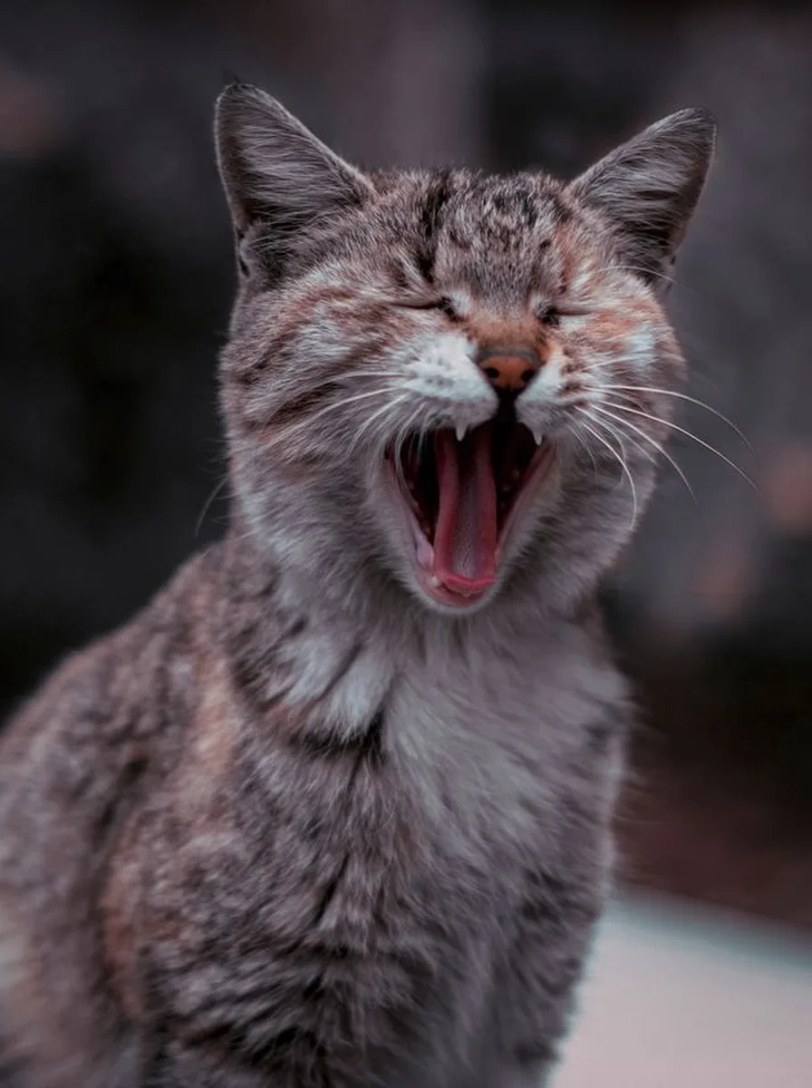 Fluffy kitten with slightly messy fur in a cute wallpaper