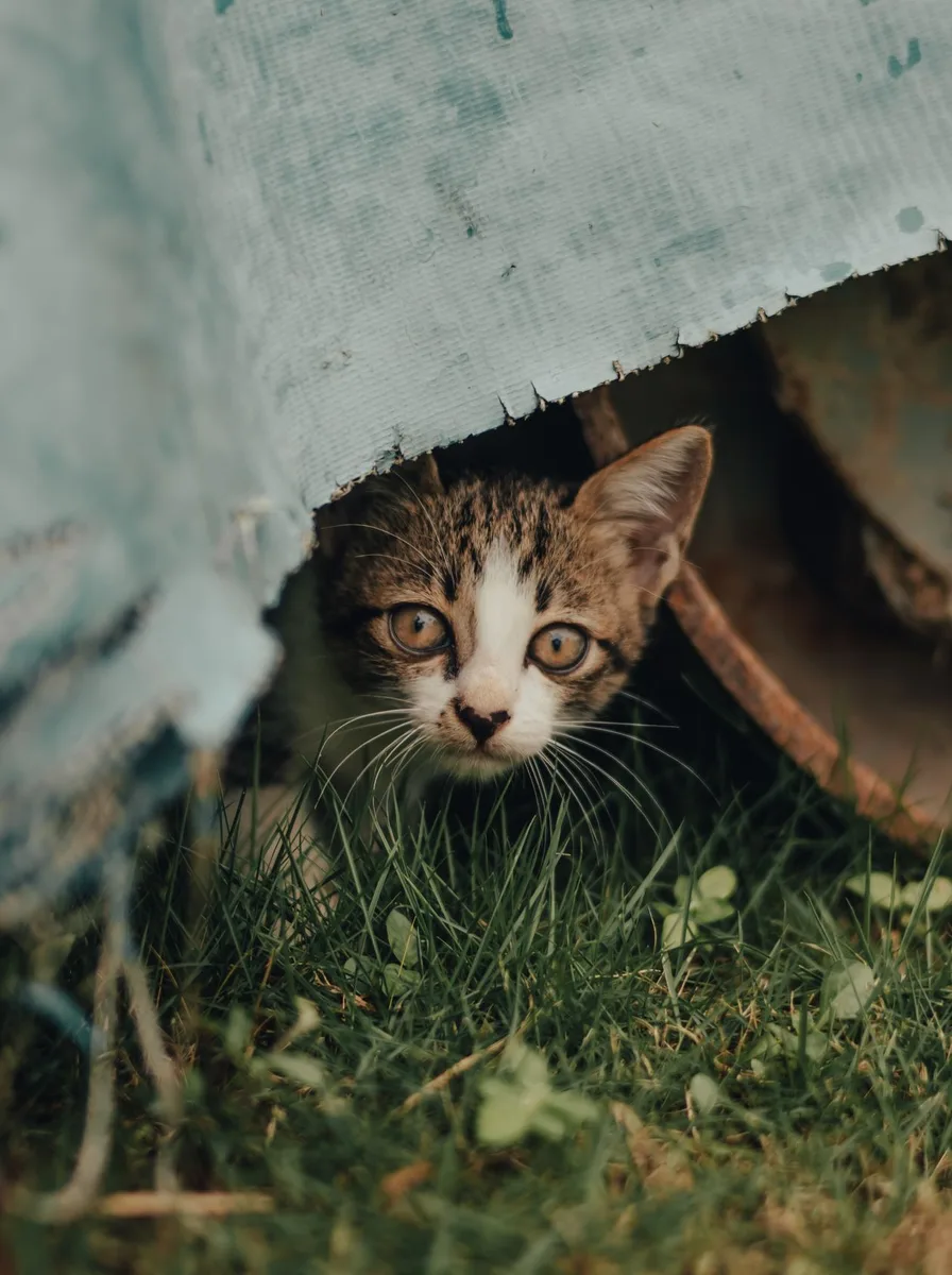 Kitten with striking blue eyes as a captivating wallpaper
