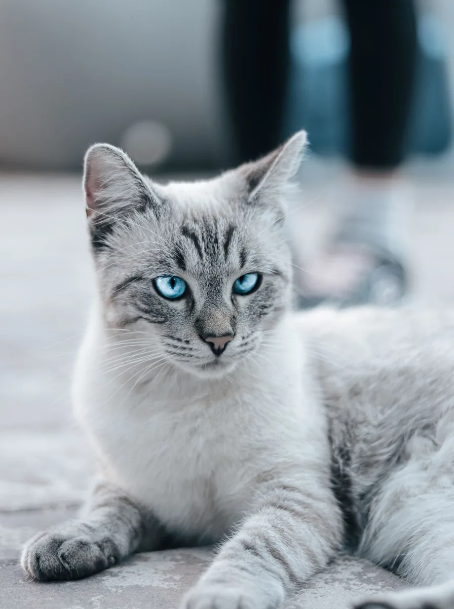 Kitten sitting in a teacup in an adorable wallpaper photo