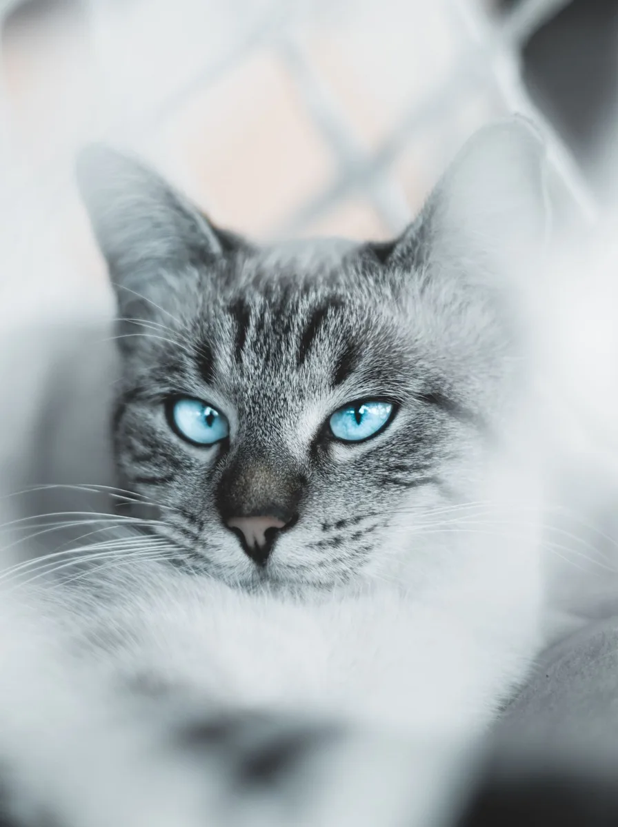 Kitten snuggled by a rainy window in a cozy wallpaper