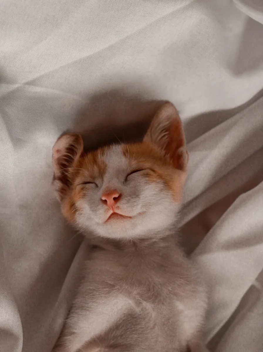 Kitten with tongue slightly out in a funny cute wallpaper
