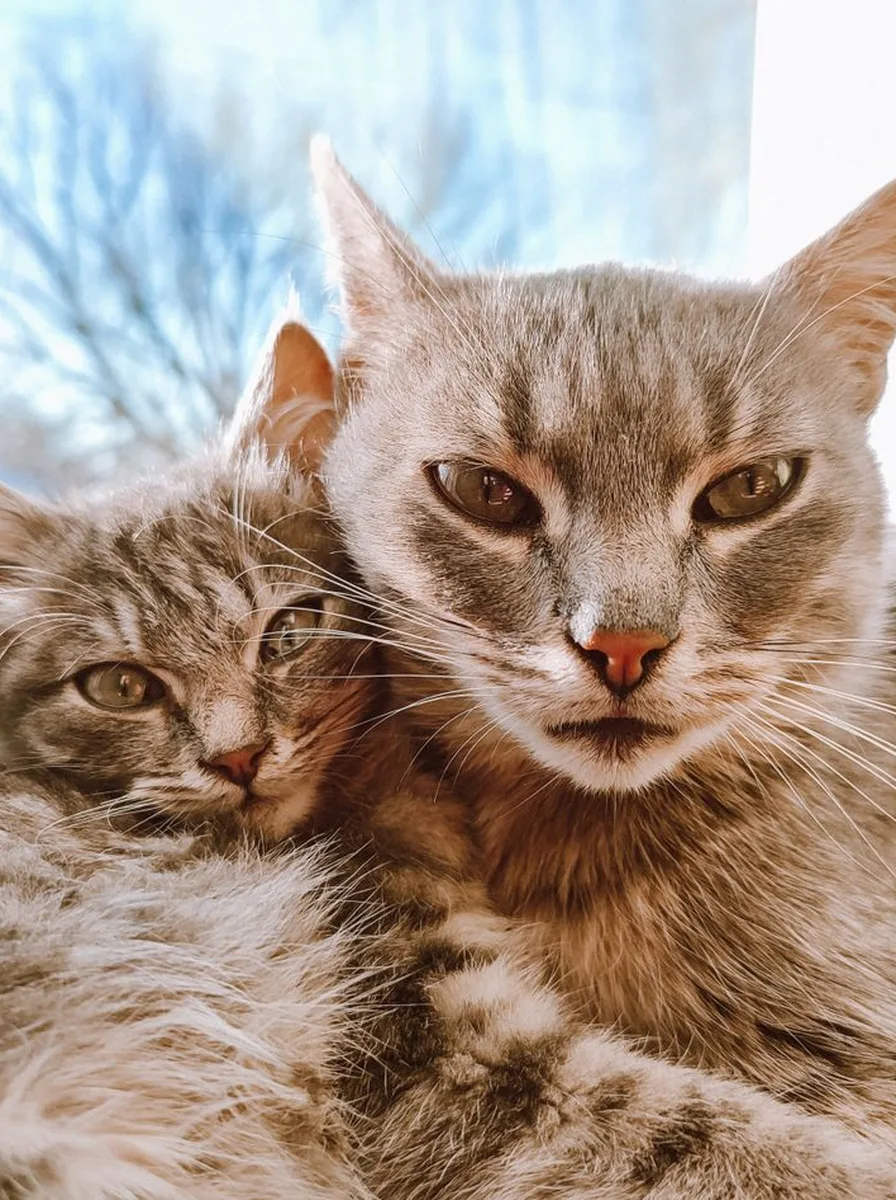 Close-up of kitten whiskers and nose as a detailed wallpaper
