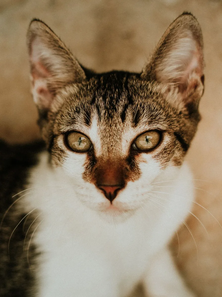 Kitten gazing softly with a gentle expression as wallpaper