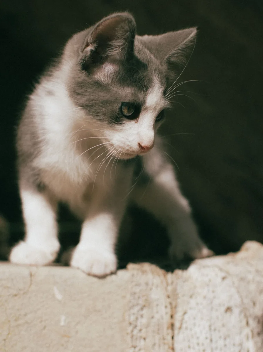 Kitten seeing snow for the first time in a magical wallpaper