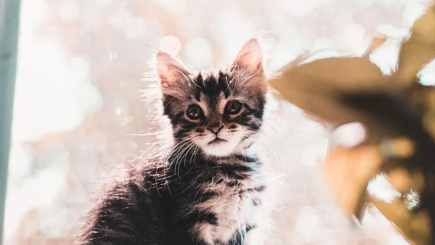 Adorable cute kitten wallpaper style photo with soft lighting
