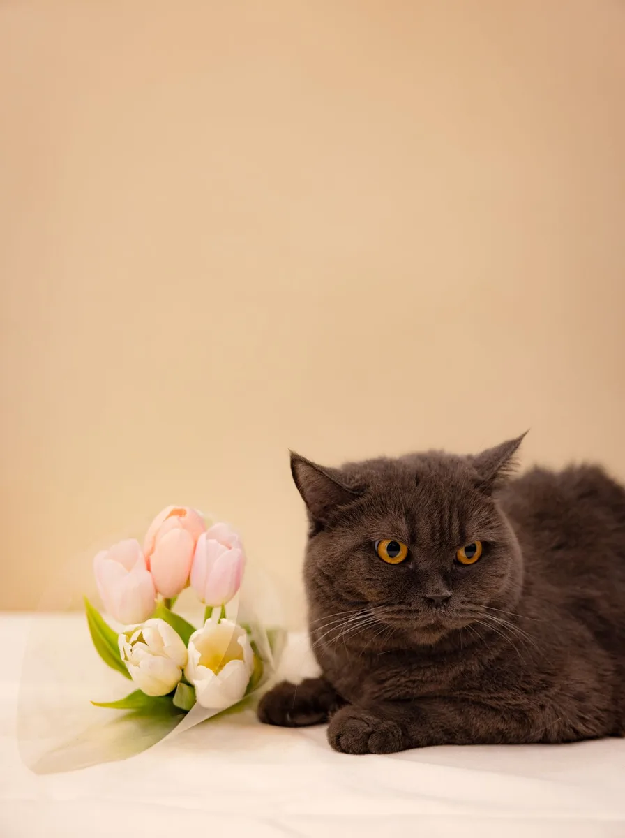 Kitten against green ivy covered wall as a classic wallpaper