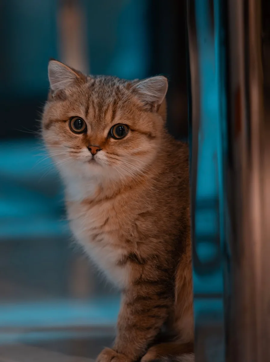 Kitten with mossy green stone tones as an earthy wallpaper