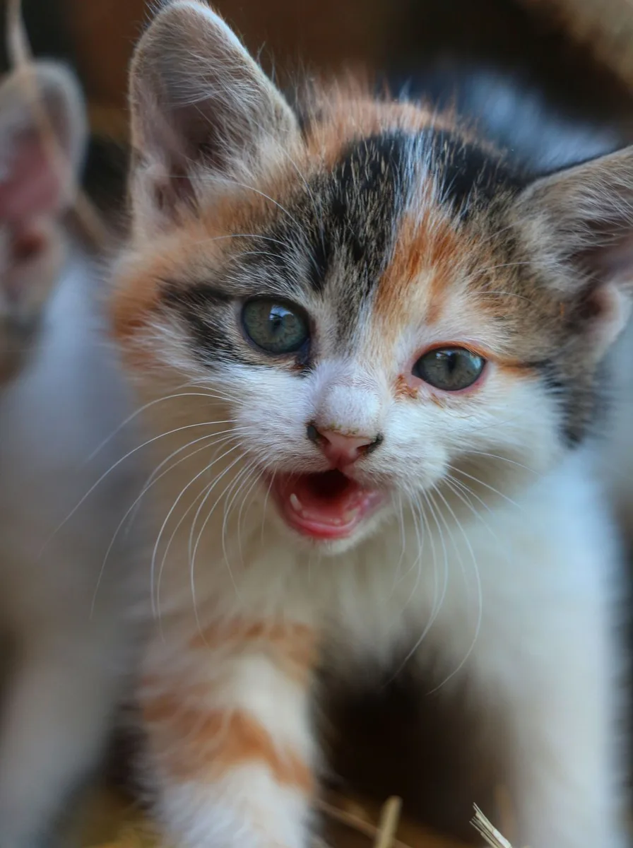 Kitten with green apples as a fresh fruity wallpaper