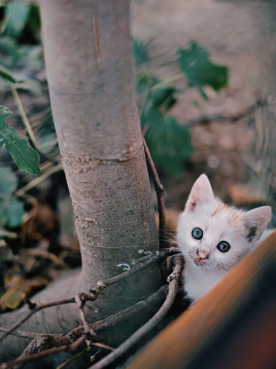 Kitten watching a green turtle as a gentle nature wallpaper