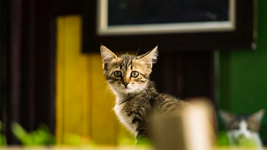 Pink themed cute kitten wallpaper with cozy warm tones