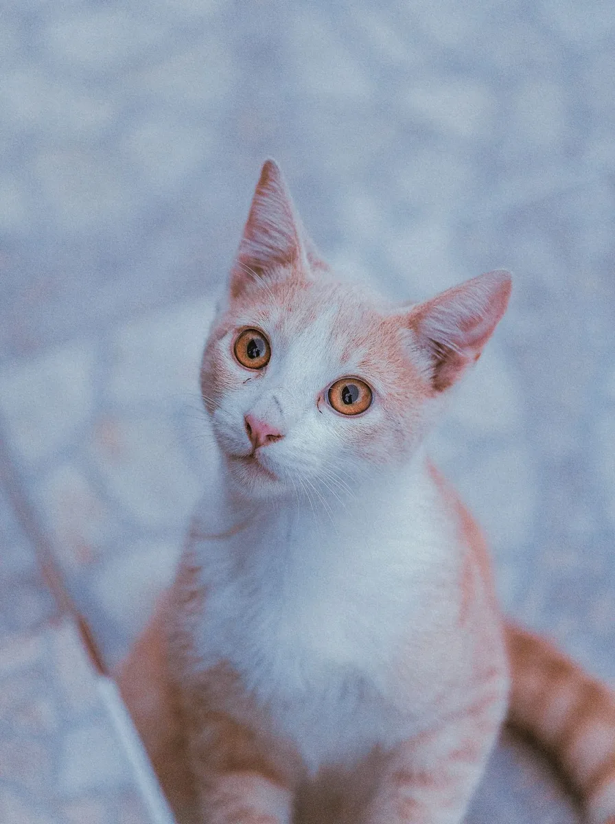 Kitten in a lavender field as an enchanting purple wallpaper