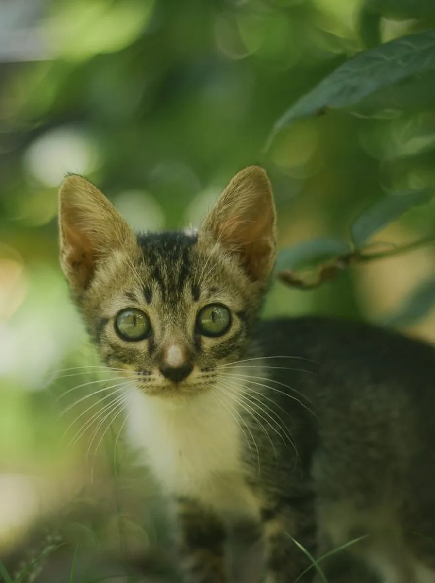 Kitten at violet twilight as a magical purple wallpaper
