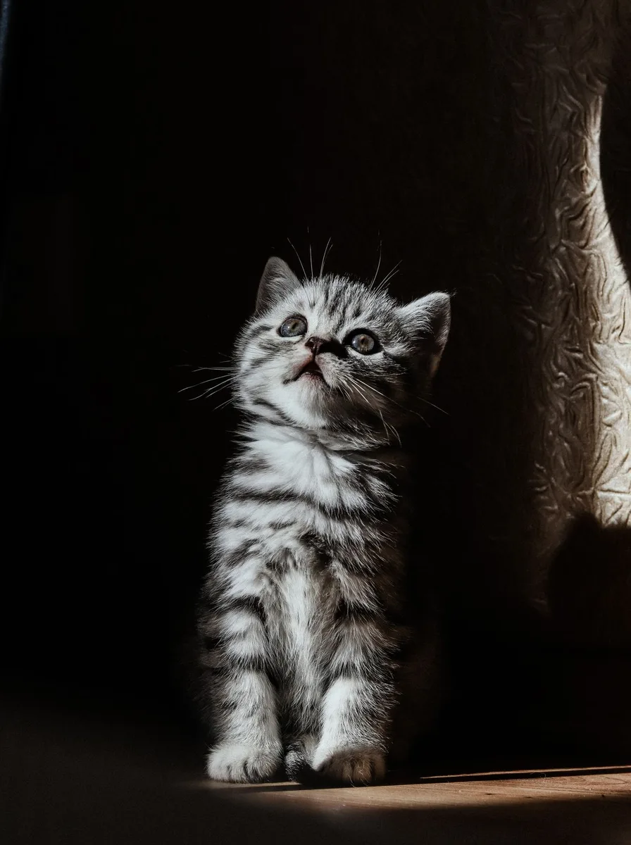 Kitten on plum velvet fabric as a luxurious purple wallpaper