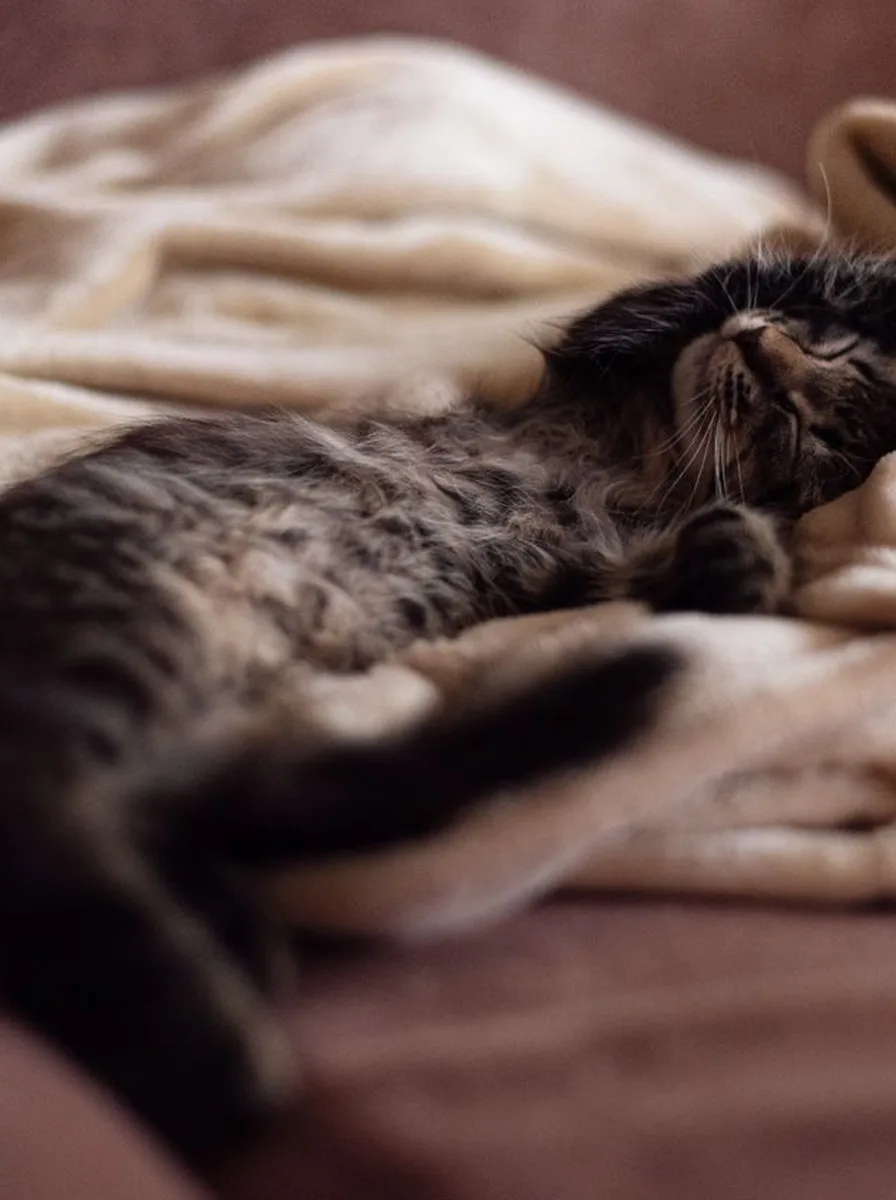 Kitten in purple tinted rain as a moody wallpaper