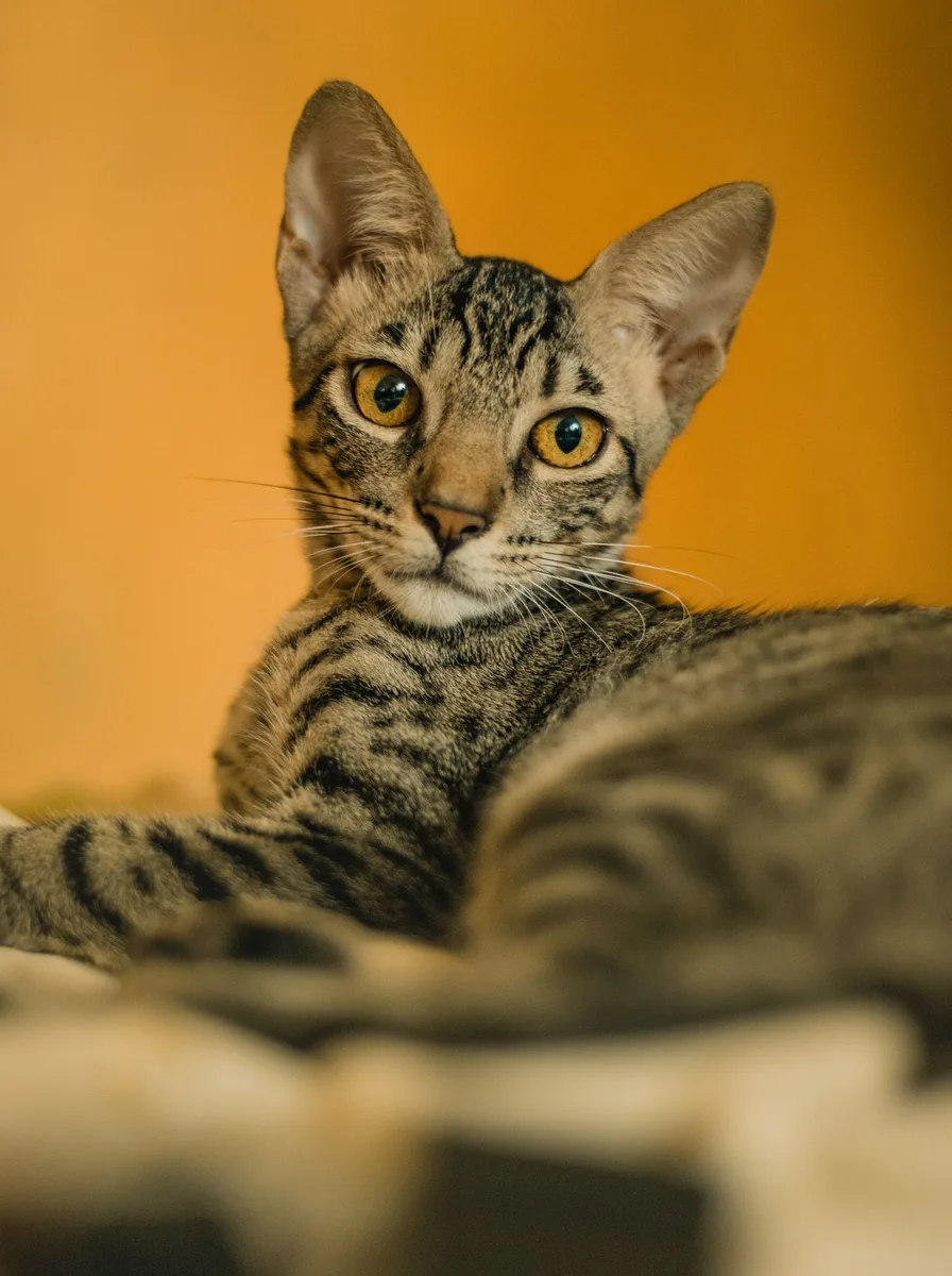 Kitten with purple nebula space background as wallpaper