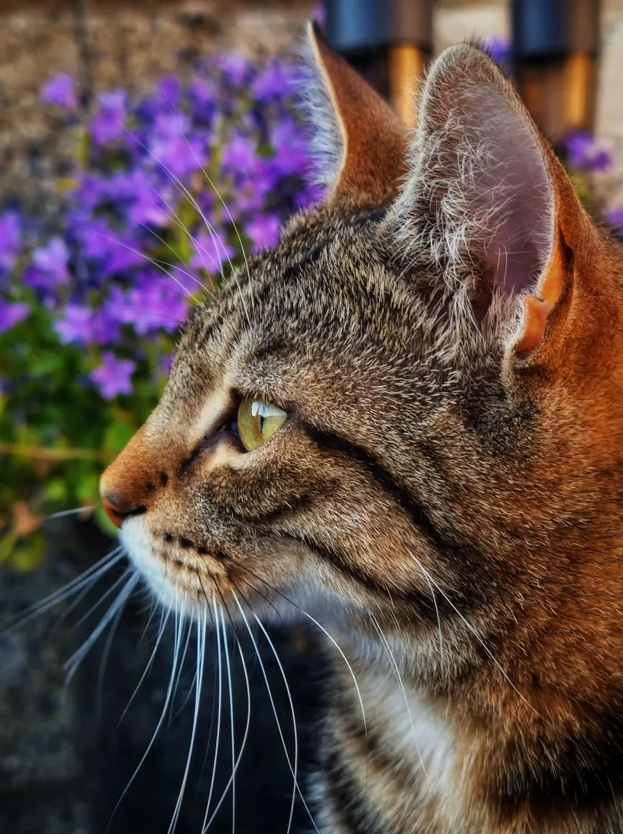 Kitten among deep purple irises as a dramatic wallpaper