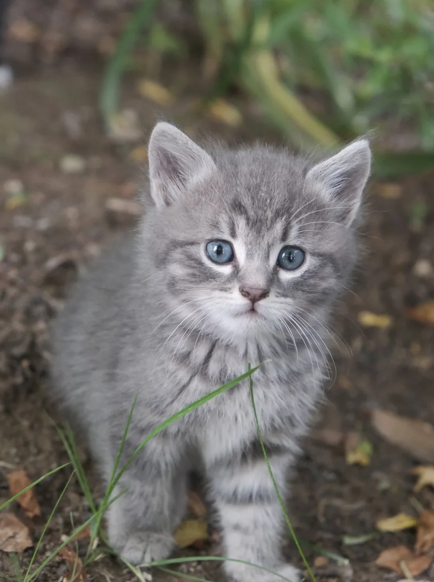 Kitten in a soft purple haze as a dreamy wallpaper