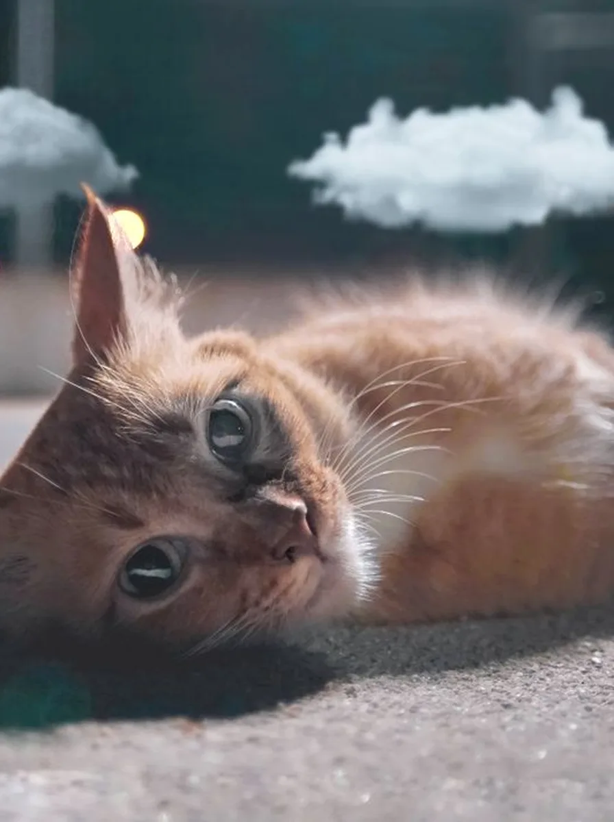 Kitten with a purple butterfly as a magical wallpaper