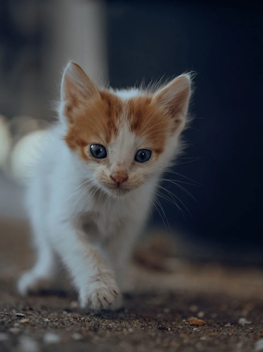 Kitten with dramatic violet storm clouds as wallpaper