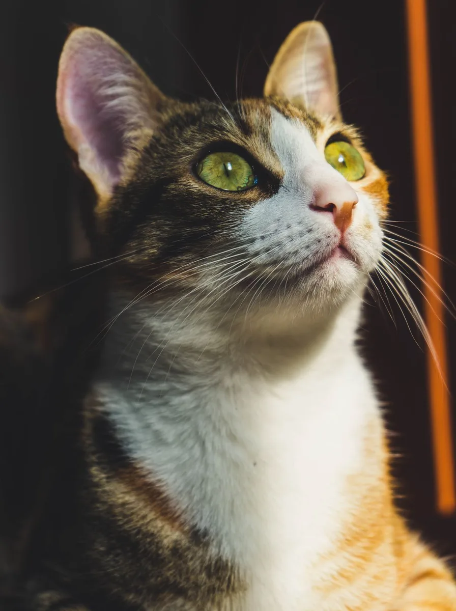 Kitten with jammy purple tones as a sweet wallpaper